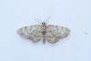 Bilberry Pug (Pasiphila debiliata), adult. Waldridge Fell, 21-07-2024. Copyright Christopher Blakey.