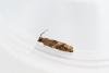 Holly Tortrix (Rhopobota naevana), adult. Waldridge Fell, 22-07-2024. Copyright Christopher Blakey.