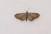 Slender Pug (Eupithecia tenuiata), adult. Waldridge Fell, 22-07-2024. Copyright Christopher Blakey.