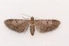 Wormwood Pug (Eupithecia absinthiata) f. absinthiata, adult. Waldridge Fell, 22-07-2024. Copyright Christopher Blakey.