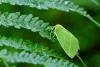 Scarce Silver-lines (Bena bicolorana), adult. Waldridge Fell, 22-07-2024. Copyright Christopher Blakey.