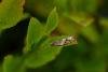 Ancylis unguicella, adult. Waldridge Fell, 22-07-2024. Copyright Christopher Blakey.