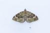 Beech-green Carpet (Colostygia olivata), adult. Comb Bridges, 25-07-2024. Copyright Christopher Blakey.