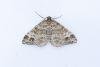 Twin-spot Carpet (Mesotype didymata), adult. Comb Bridges, 25-07-2024. Copyright Christopher Blakey.