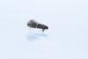 Elachista adscitella, adult. Comb Bridges, 25-07-2024. Copyright Christopher Blakey.