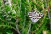 Manchester Treble-bar (Carsia sororiata), adult. Muggleswick Park, 28-07-2024. Copyright Christopher Blakey.