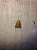 Gold Triangle (Hypsopygia costalis), adult. Hardwick Park, 30-07-2024. Copyright Christopher Blakey.
