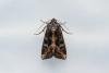 Crescent (Helotropha leucostigma), adult. Taken outside Durham (Mid Ebudes), 08-08-2024. Copyright Christopher Blakey.