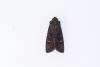 Black Rustic (Aporophyla nigra), adult. Limekiln Gill, 11-09-2024. Copyright Christopher Blakey.