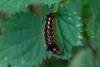 Knot Grass (Acronicta rumicis), larval. Taken outside Durham (Cumbria), 19-09-2024. Copyright Christopher Blakey.