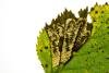 Ectoedemia minimella, mine. Waldridge Fell, 31-10-2024. Copyright Christopher Blakey.