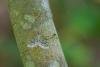 Yellow-barred Brindle (Acasis viretata), adult. Waldridge Fell, 30-04-2025. Copyright Christopher Blakey.