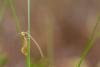 Nematopogon swammerdamella, adult. Knitsley Fell, 12-05-2025. Copyright Christopher Blakey.