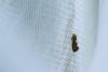 Incurvaria oehlmanniella, adult. Knitsley Fell, 12-05-2025. Copyright Christopher Blakey.