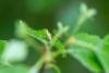Coleophora serratella, case. Knitsley Fell, 12-05-2025. Copyright Christopher Blakey.