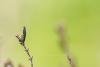 Coleophora pyrrhulipennella, case. Knitsley Fell, 12-05-2025. Copyright Christopher Blakey.