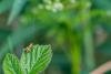 Nemophora degeerella, adult, male. Felledge, 22-05-2025. Copyright Christopher Blakey.