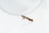 Gracillaria syringella, adult. Hardwick Park, 31-05-2025. Copyright Christopher Blakey.