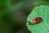 Ptycholoma lecheana, adult. Tilery Wood, 06-06-2025. Copyright Christopher Blakey.