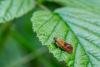 Ptycholoma lecheana, adult. Tilery Wood, 06-06-2025. Copyright Christopher Blakey.