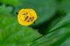 Micropterix calthella, adult. Tilery Wood, 06-06-2025. Copyright Christopher Blakey.