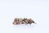 Phtheochroa rugosana, adult. Low Coniscliffe, 07-06-2025. Copyright Christopher Blakey.