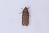 Depressaria badiella, adult. Castle Eden Dene, 06-07-2025. Copyright Christopher Blakey.