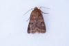 Barred Chestnut (Diarsia dahlii), adult. Town Kelloe Bank, 06-07-2025. Copyright Christopher Blakey.
