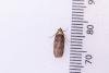 Agonopterix conterminella, adult. Hardwick Park, 09-07-2025. Copyright Christopher Blakey.
