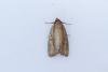 Brown-veined Wainscot (Archanara dissoluta), adult. Hardwick Park, 13-08-2025. Copyright Christopher Blakey.