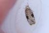 Agonopterix alstromeriana, adult. Hardwick Park, 13-08-2025. Copyright Christopher Blakey.