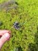 Dark Tussock (Dicallomera fascelina), larval. Muggleswick Park. Copyright Christopher Blakey.