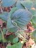 Stigmella aurella, mine. Waldridge Fell, 31-10-2024. Copyright Christopher Blakey.