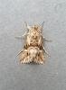 Calophasia lunula, adult. Darlington, 02-08-2025. Copyright Chris Bell.