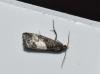 Notocelia cynosbatella, adult. Darlington, 03-06-2024. Copyright David Phillips.