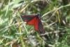 Cinnabar (Tyria jacobaeae), adult. Bishop Middleham Quarry, 23-05-2025. Copyright David Phillips.