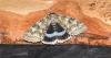 Clifden Nonpareil (Catocala fraxini), adult. Darlington, 14-09-2023. Copyright David Phillips.