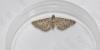 Freyer's Pug (Eupithecia intricata), adult. Darlington, 07-06-2025. Copyright David Phillips.