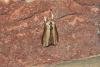 Mullein (Cucullia verbasci), adult. Darlington, 26-04-2025. Copyright David Phillips.