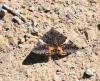 Orange Underwing (Archiearis parthenias), adult. Darlington, 06-04-2025. Copyright David Phillips.