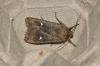 Satellite (Eupsilia transversa), adult. Darlington, 14-02-2024. Copyright David Phillips.