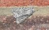 Sycamore (Acronicta aceris), adult. Darlington, 25-05-2025. Copyright David Phillips.