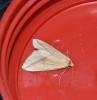 Vestal (Rhodometra sacraria), adult. Darlington, 22-10-2022. Copyright David Phillips.