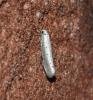 Willow Ermine (Yponomeuta rorrella), adult. Darlington, 29-07-2023. Copyright David Phillips.