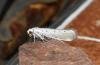 Willow Ermine (Yponomeuta rorrella), adult. Darlington, 15-08-2024. Copyright David Phillips.