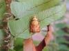 Acleris bergmanniana, adult. Belasis Beck, 01-06-2024. Copyright Ed Pritchard.