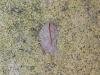 Acleris emargana, adult. Stockton, 09-09-2023. Copyright Ed Pritchard.