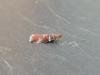Acrobasis advenella, adult. Stockton, 04-08-2021. Copyright Ed Pritchard.
