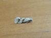 Aethes beatricella, adult. Saltholme, 25-06-2020. Copyright Ed Pritchard.