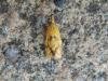 Agapeta hamana, adult. Stockton, 16-07-2018. Copyright Ed Pritchard.